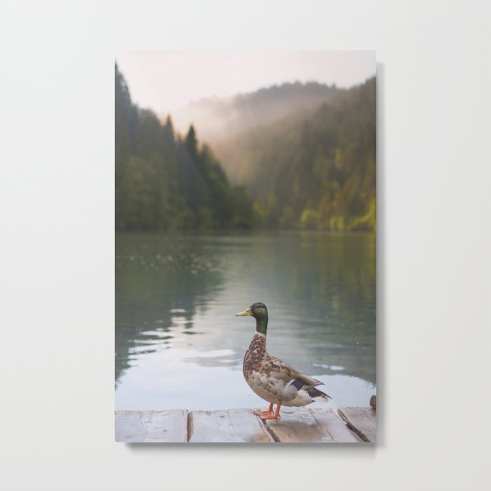 Duck Metal Print