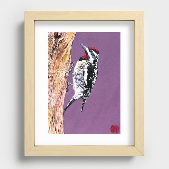 Yellow-Bellied Sapsucker Recessed Framed Print