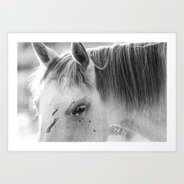 The wild one | horse | fine art | photo print Art Print
