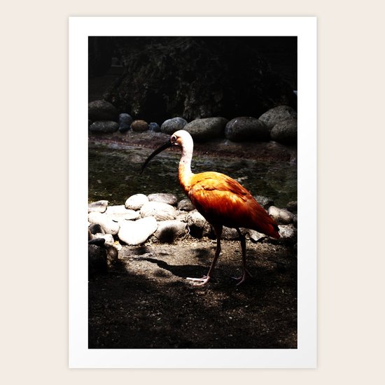 Basking Art Print