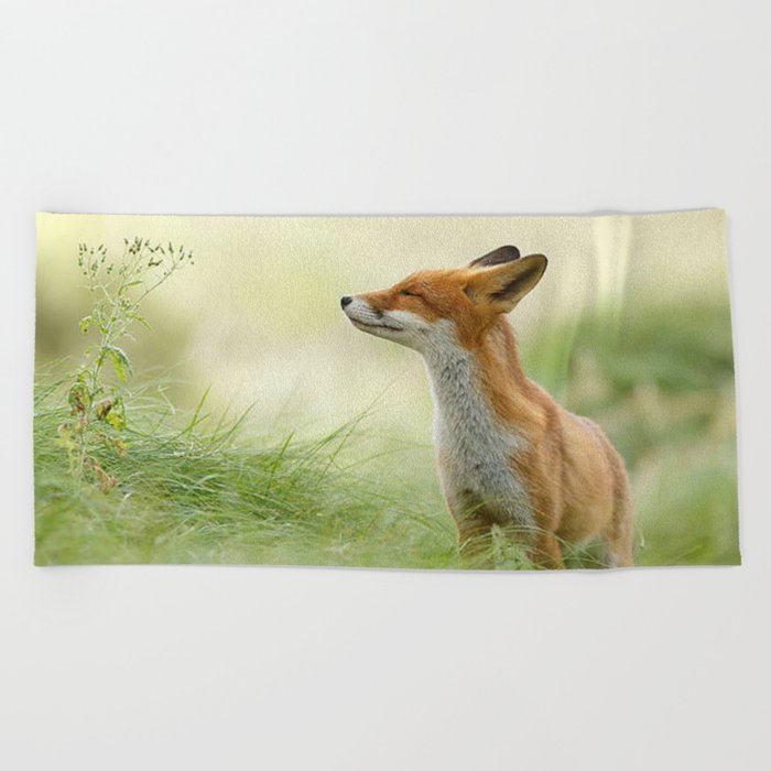 fox in forest Beach Towel