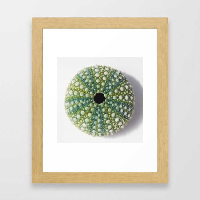 Green Sea urchin shell Framed Art Print