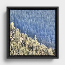 Scottish Highlands Spring Pine Tree Sunlight Effect in I Art. Framed Canvas