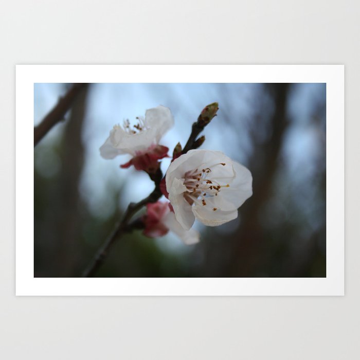Close Up Apricot Blossom In Pastel Shades Art Print
