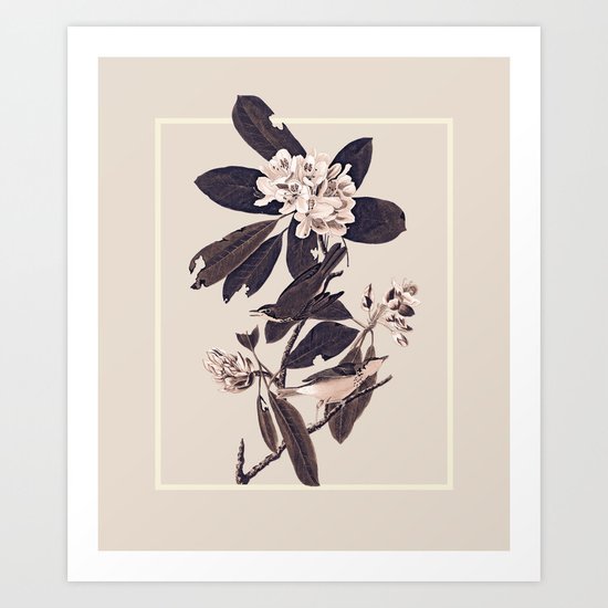 Cardellina Art Print
