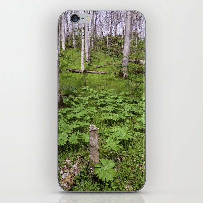 early spring forest iPhone Skin
