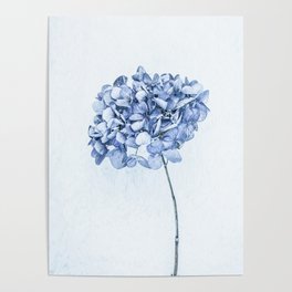 Hydrangea Blue 2 Poster