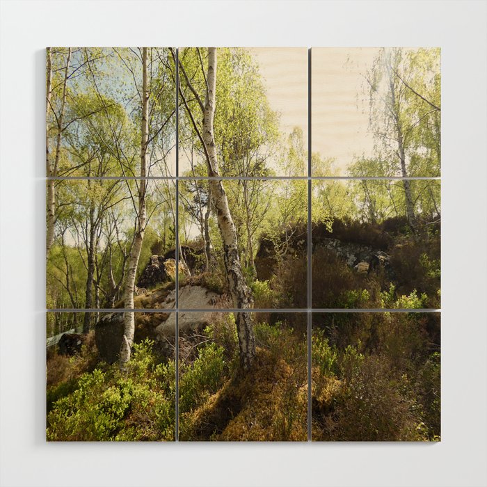 Colours of Spring in a Scottish Highlands Birch Woodland Wood Wall Art