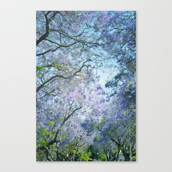 Jacaranda Canopy Canvas Print