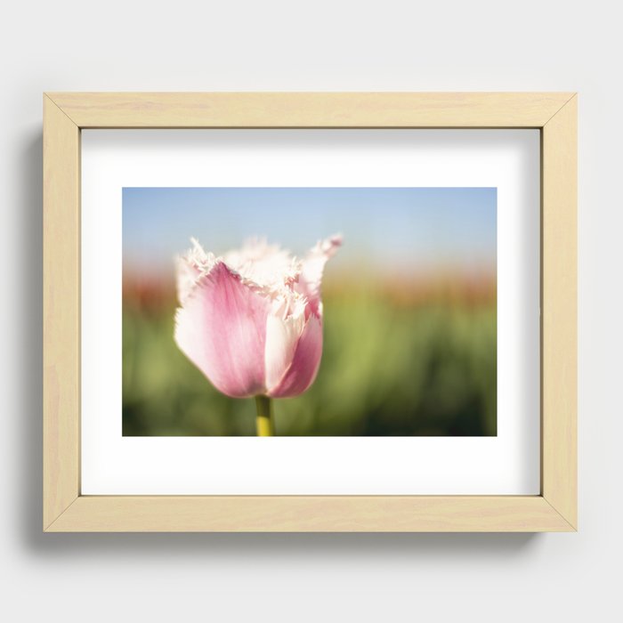 Pink fringed Tulip Flower Recessed Framed Print
