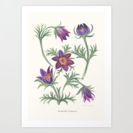 Retro Gouache Floral Pasque Flower Art Print