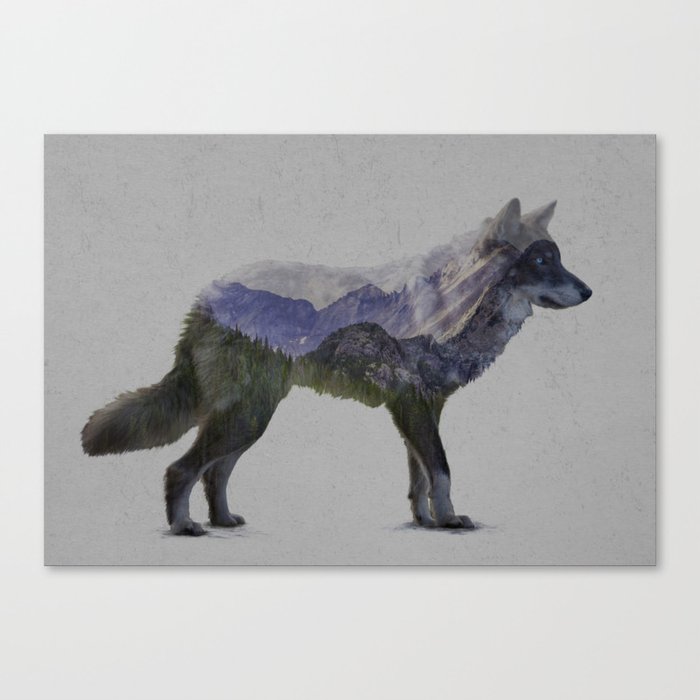 The Rocky Mountain Gray Wolf Canvas Print