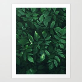 Green Leaves - Fine Art Photography Art Print