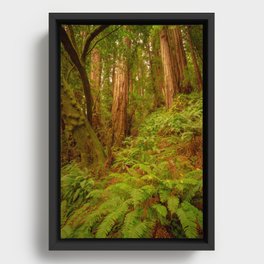 Redwoods Regional II Framed Canvas