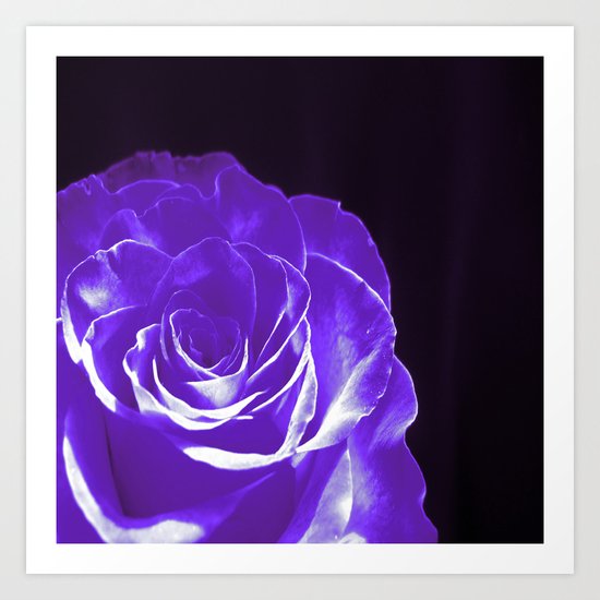Colours Rose W Art Print