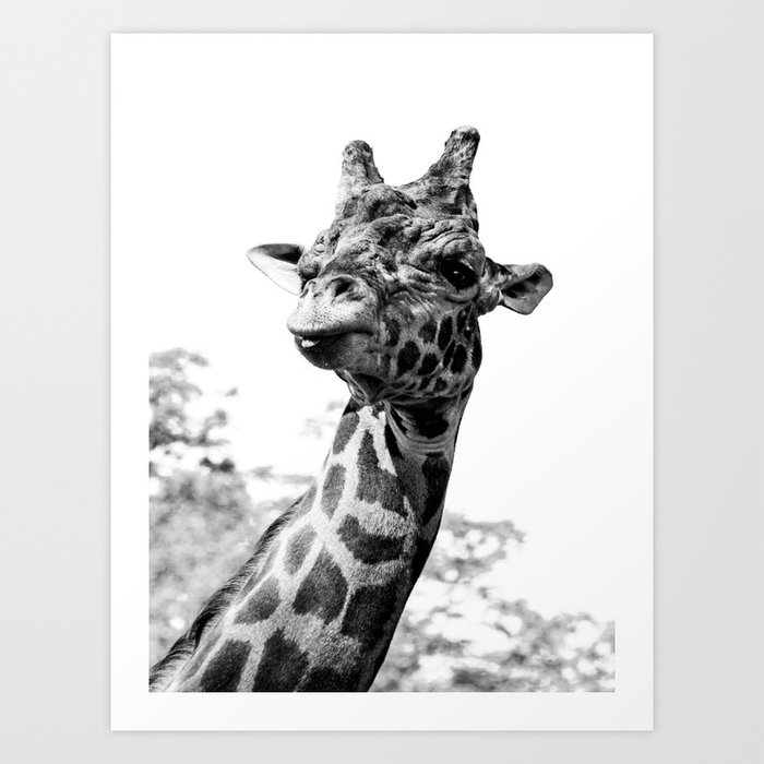 Giraffe Wildlife Animal Africa Black And White Photography Print Art Print