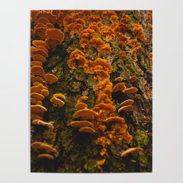 Mushrooms To The Heavens  Poster