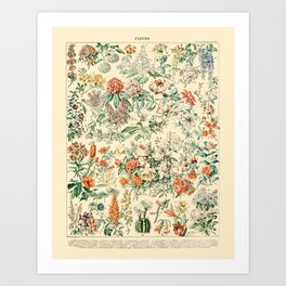 Wildflowers and Roses // Fleurs III by Adolphe Millot 19th Century Science Textbook Artwork Art Print