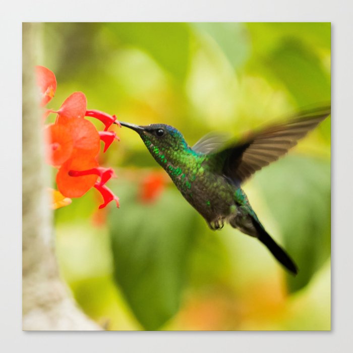Brazil Photography - A Beautiful Green Humming Bird In Brazil Canvas Print