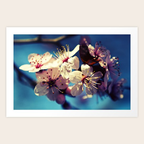 Cherry Blossom Art Print