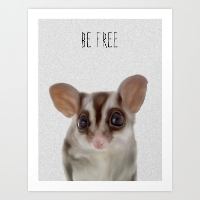 Free baby best sale sugar glider