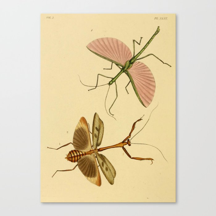 Naturalist Stick Bugs Canvas Print