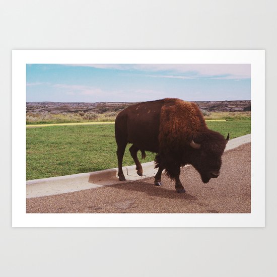 Buffalo Crossing the Road Art Print