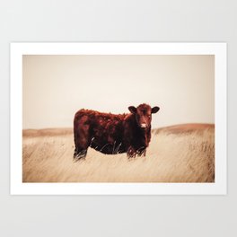Red Angus Cow Art Art Print