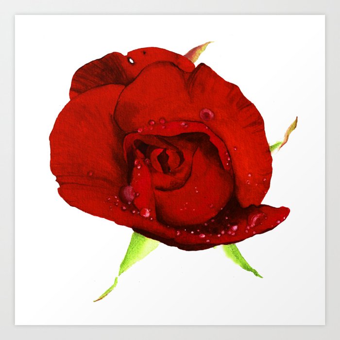 crimson rose Art Print