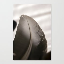 Feather Canvas Print