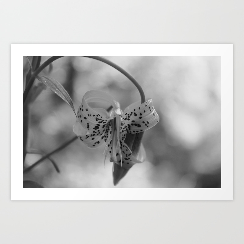Tiger Lily Black And White Art Print By Altogetherunexpected