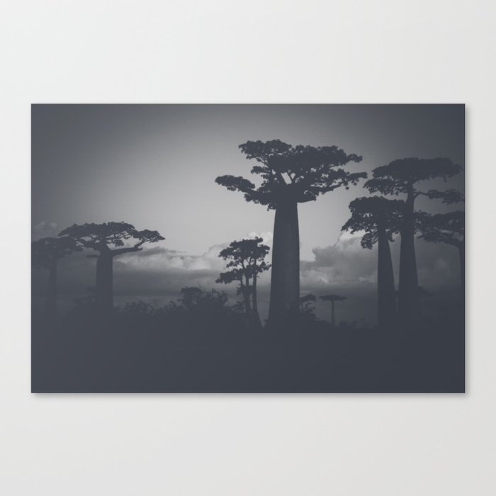 Baobab Canvas Print