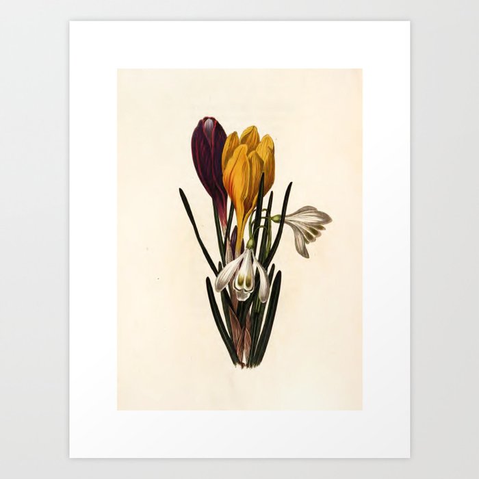 Snow-drop and crocus from "The Moral of Flowers" (1833) by Rebecca Hey Art Print