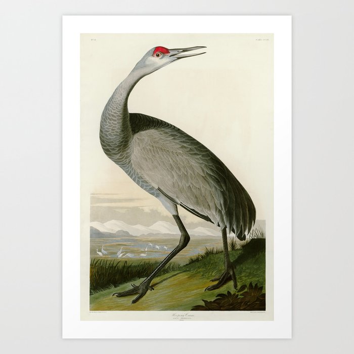 Whooping Crane - John James Audubon Birds of America Art Print