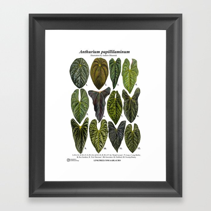Anthurium papillilaminum clones: part 1 Framed Art Print