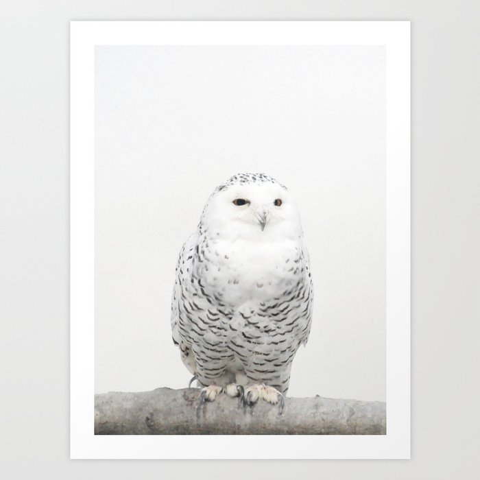 snowy owl art print by creaturecomforts society6