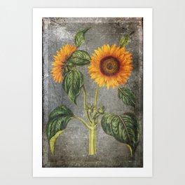 Vintage sunflower grunge style 4 Art Print