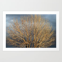 Winter Tree in the Sun Art Print