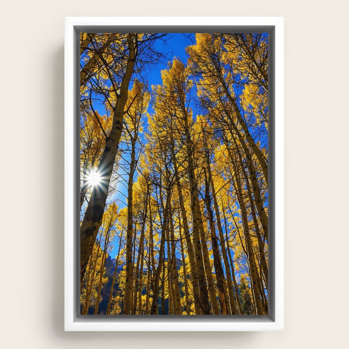 Framed Canvas