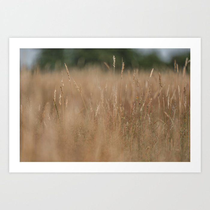 Meadow Soft Grass | Netherlands Nature Photograph Art Print
