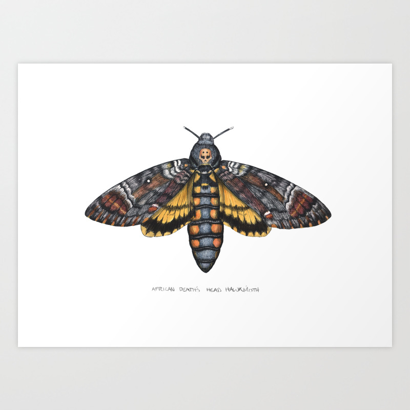 Deaths Head Hawk Moth Print