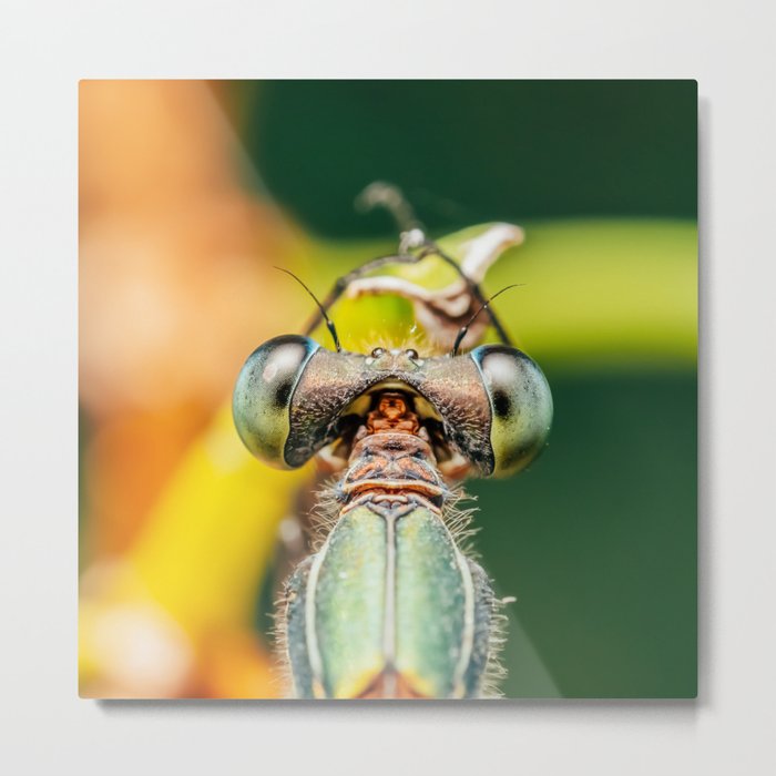 Dragonfly Macro Portrait In Nature, Nature Wall Art Print, Insect Close-Up Photography, Large Print Metal Print
