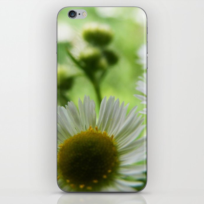 All For You My Daisy  iPhone Skin