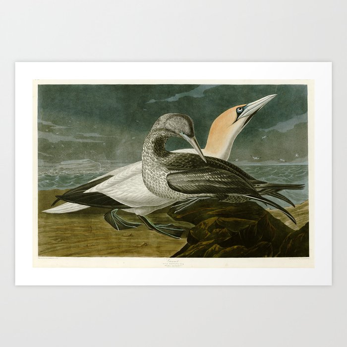 Gannet - John James Audubon Birds of America Art Print