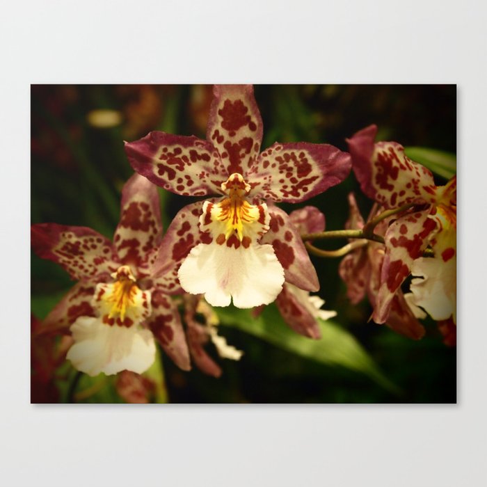 Orchids IV Canvas Print