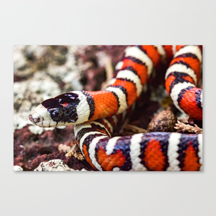 Arizona Mountain Kingsnake Canvas Wall Art by dave_zeldin