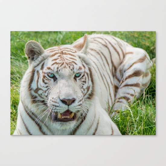 THE BEAUTY OF WHITE TIGERS Canvas Print