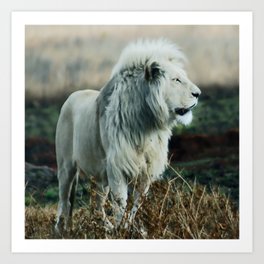 White lion Art Print