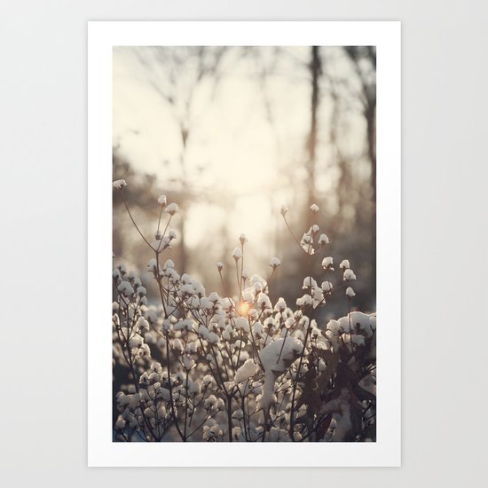 Northern Cotton Art Print