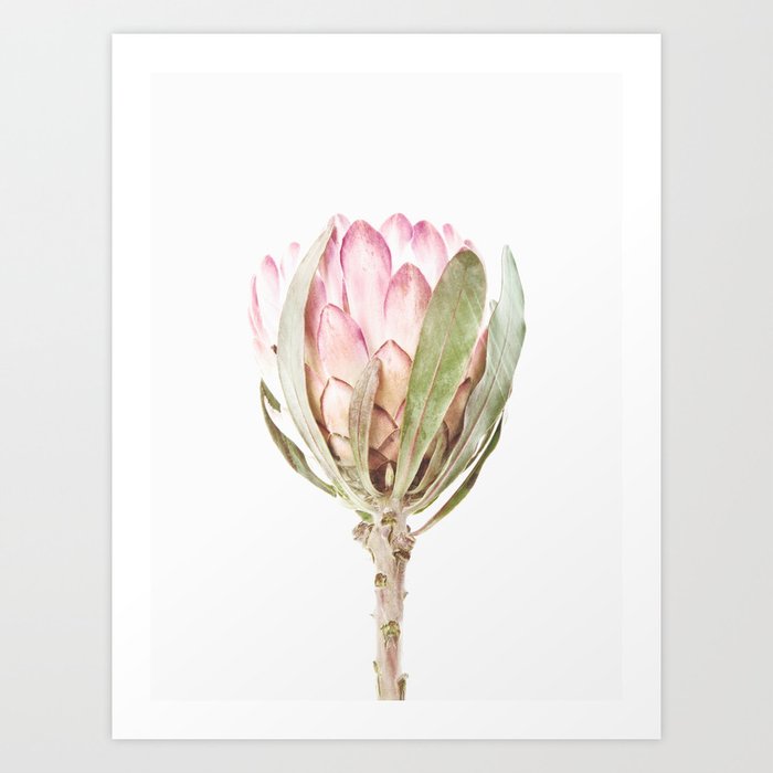 Protea Art Print Peterson Art Studio | Society6